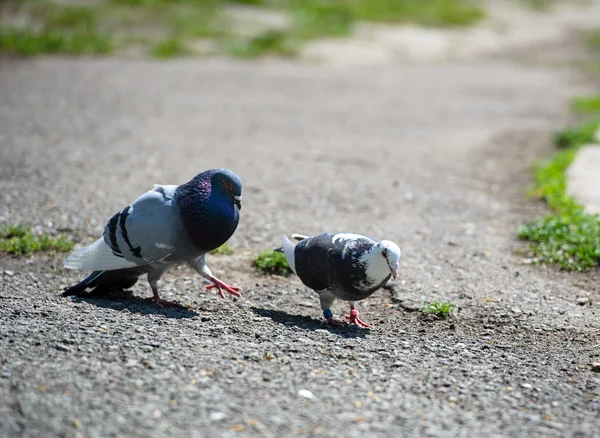 Nieuwsgierige duiven — Stockfoto