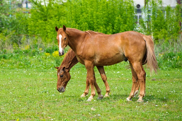 Horses in meadow — Stock Photo, Image