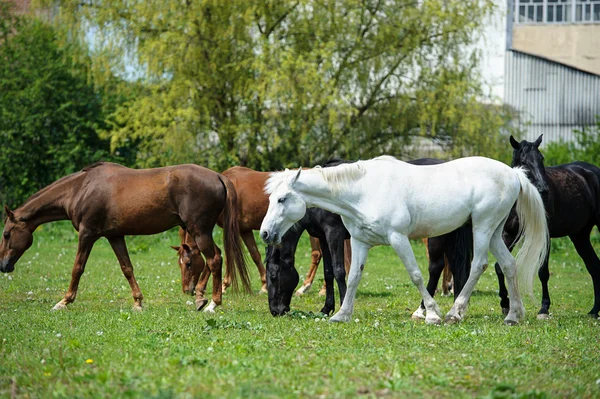 Cavalli nel prato — Foto Stock