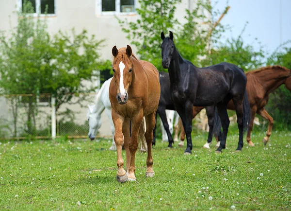 Chevaux dans la prairie — Photo