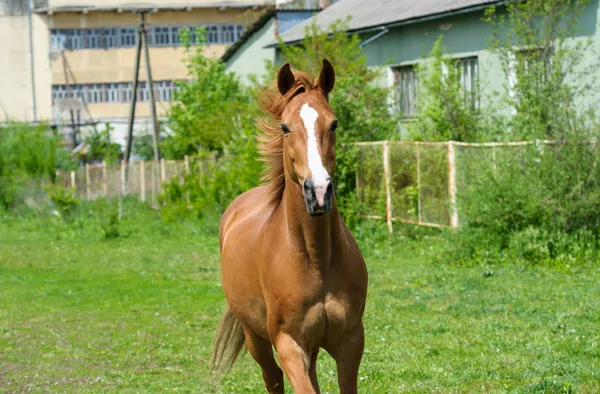 Koń na łące — Zdjęcie stockowe