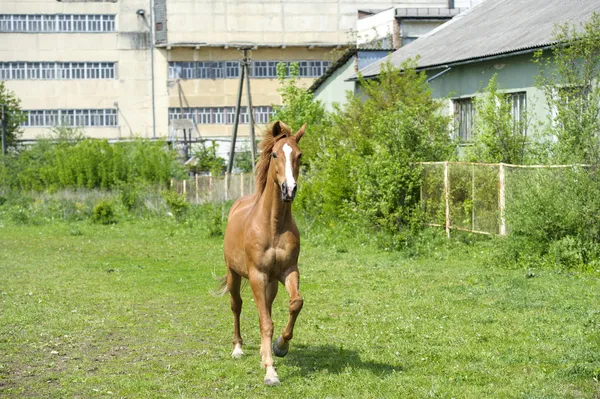 Koně na louce — Stock fotografie