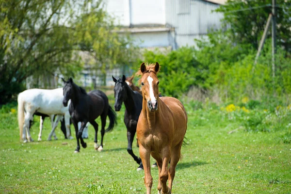 Paarden in weide — Stockfoto