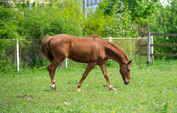 Koně na louce — Stock fotografie