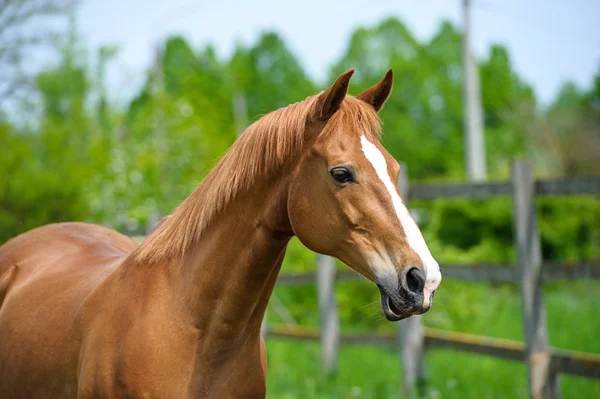 Horse in meadow — Stock Photo, Image