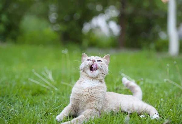 草の上の猫 — ストック写真