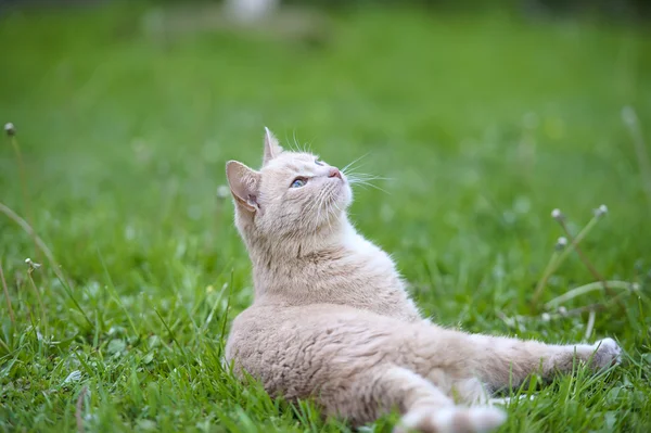 Cat on  grass — Stock Photo, Image