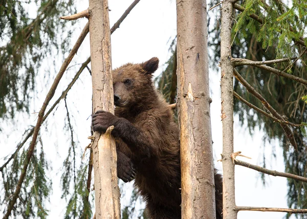 Cucciolo d'orso — Foto Stock