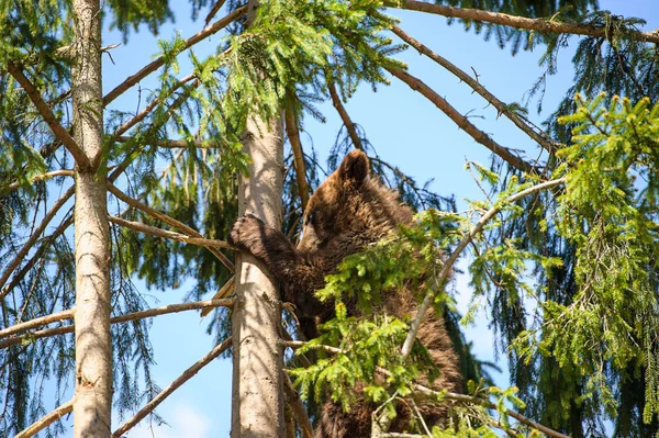 Bear Cub — Stock Photo, Image