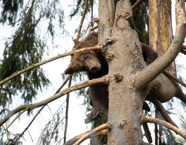 Cucciolo d'orso — Foto Stock