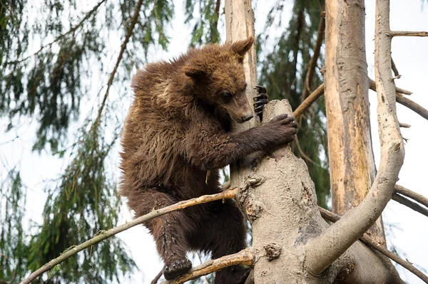 Björnen cub — Stockfoto