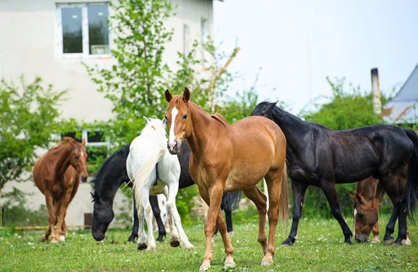 Paarden in weide. — Stockfoto