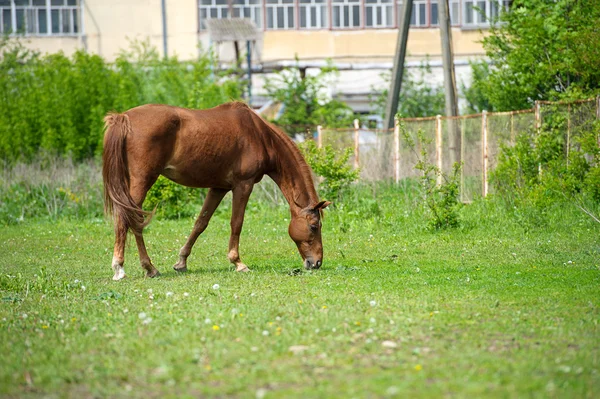 Pferd auf der Weide — Stockfoto