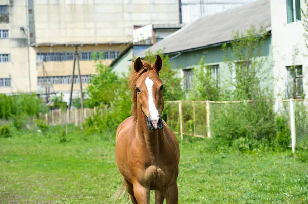 At çayırda — Stok fotoğraf