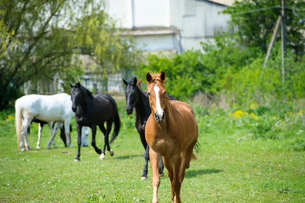 Koně na louce. — Stock fotografie