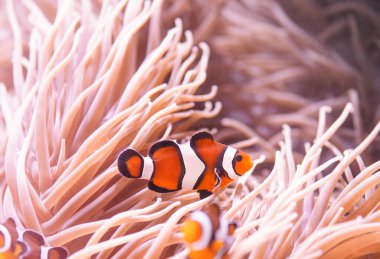 Palyaço balığı ya da anemonik, Amphiprion perküla, deniz şakayıklarının dokunaçları arasında yüzüyor.