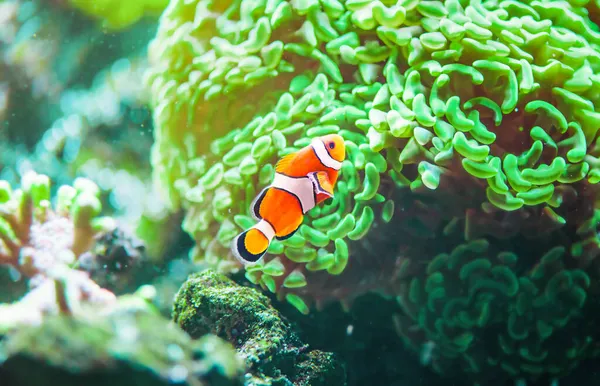 Clownfish Anemonefish Coral Garden Amphiprion Percula Swimming Tentacles Its Anemone — Stock Photo, Image