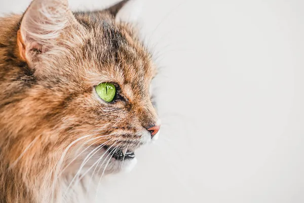 Schöne Katze Mit Grünen Augen Auf Grauem Hintergrund — Stockfoto