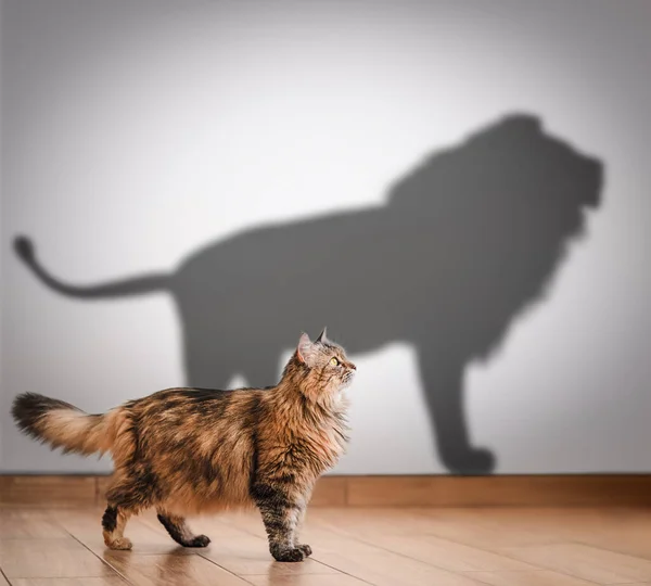 Έννοια Του Κρυμμένου Δυναμικού Σκιά Γάτας Και Λιονταριού — Φωτογραφία Αρχείου