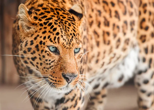 Portrét Leoparda Modrýma Očima — Stock fotografie