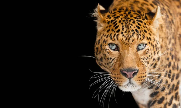 Retrato Leopardo Con Ojos Azules Aislado Sobre Fondo Negro — Foto de Stock