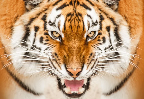 Close Retrato Amur Tiger — Fotografia de Stock