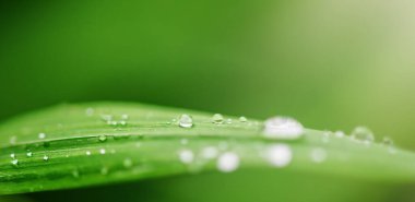 Yeşil yapraklı makroda saydam yağmur suyu damlaları. Doğal yeşil arkaplan.