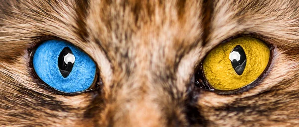 Olhos Gato São Cores Bandeira Ucrânia Azul Amarelo — Fotografia de Stock