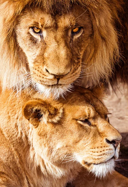 Paire Lions Adultes Concept Amour Soin — Photo