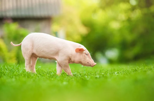 Fiatal Disznó Zöld Füvön Sétál Boldog Malac Réten — Stock Fotó