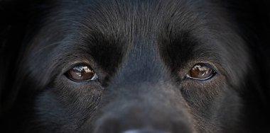 Köpeğin gözleri kameraya bakıyor, hayvanların arka planı, dramatik derin bakış.