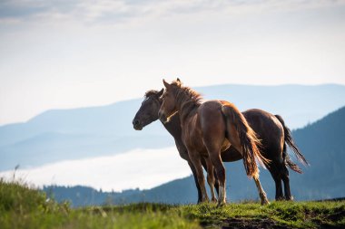 Karpat dağlarında iki at, Ukrayna, Avrupa. Doğa konseptinin güzelliği.