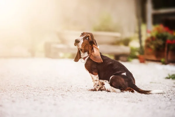 Basset Hound Hond Zit Tuin Ziet Grappig Uit Naar Lens — Stockfoto