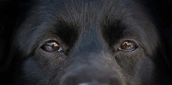 Ojos Perro Mirando Cámara Fondo Animales Mirada Profunda Dramática Imagen De Stock