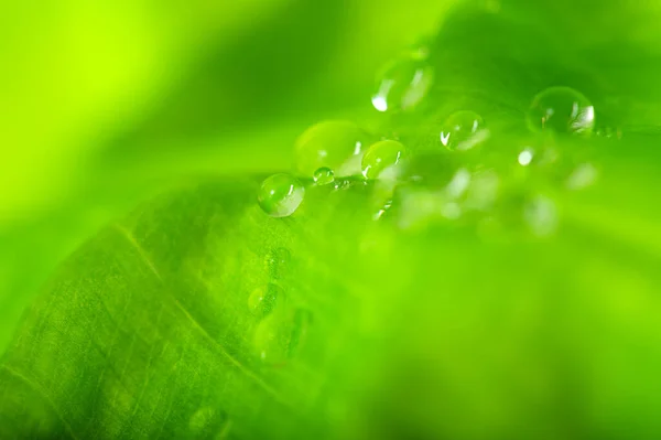 水滴在一片绿叶上 天然绿色背景 — 图库照片