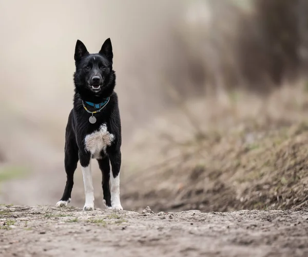 Dog Walking Looking Camera — Stock Fotó