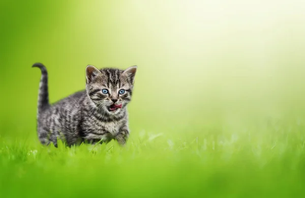 太陽の光の背景の緑の草の上に子猫 — ストック写真