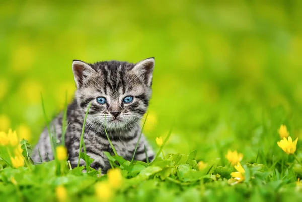 Cute Kitten Green Grass Yellow Flowers Looking Camera — стоковое фото