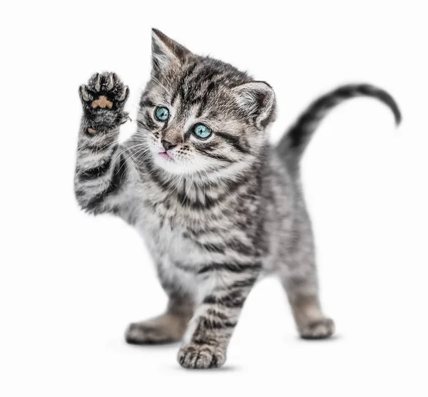 Funny Kitten Says Hello Isolated White Background —  Fotos de Stock