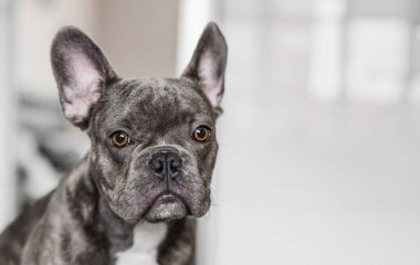Safkan Fransız Bulldog Portresi