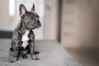Purebred French Bulldog looking away