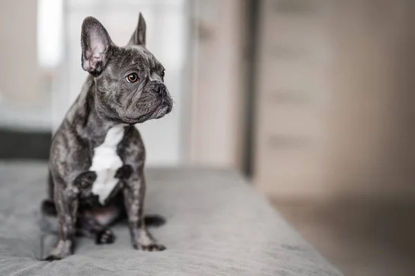 Bouledogue Race Française Détournant Les Yeux — Photo