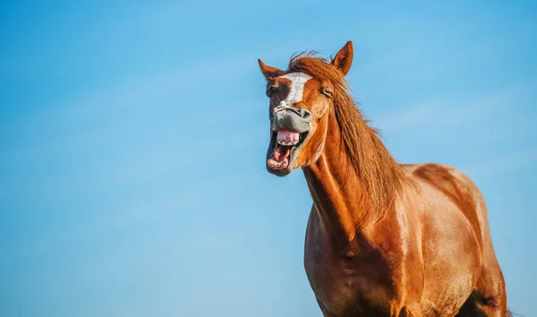 Retrato Loco Caballo Sonriente Loco —  Fotos de Stock