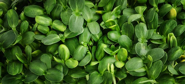 Green Leaves Background Sunflower Microgreen Sprouts — ストック写真