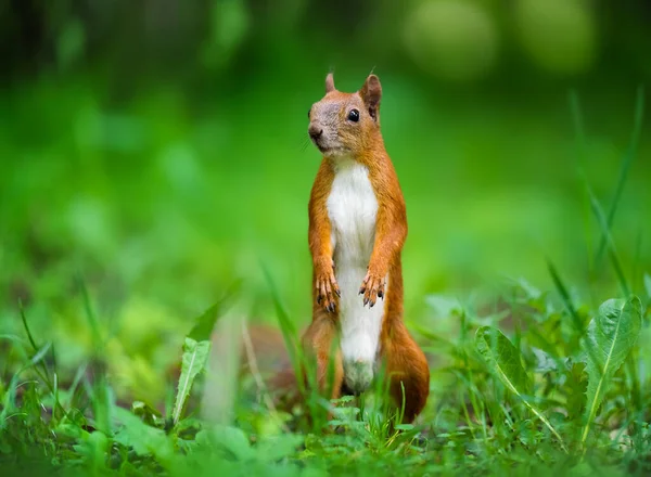 Funny Red Squirrel Park — Stock fotografie