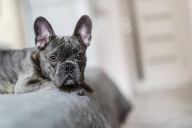 French Bulldog dog lying on the bed at home.