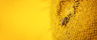 Bee collects nectar from a sunflower flower, banner photo