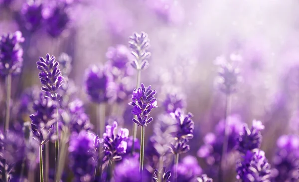 Lavender Field Sunlight Blooming Violet Fragrant Lavender Flowers — Stock Photo, Image