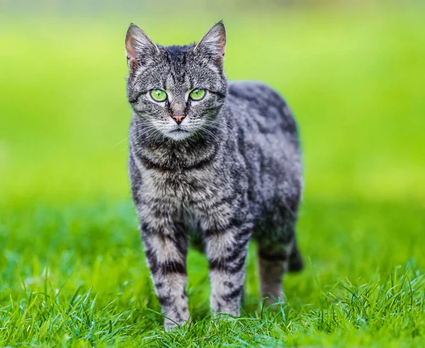 Gray Tabby Cat Green Grass Looking Camera — Foto de Stock