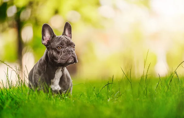 French Bulldog Dog Sitting Green Grass Looking Away — Foto Stock